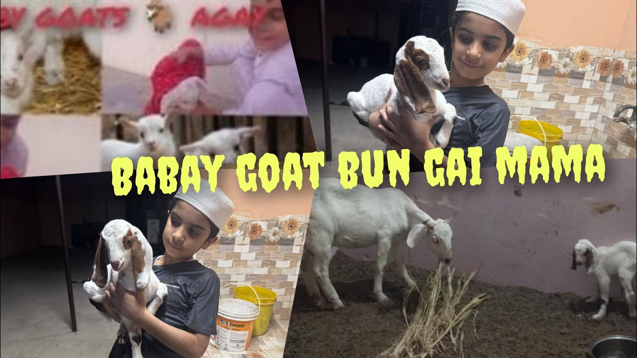 Baby goat 🐐 bun gai mama