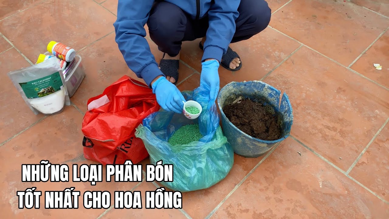 Những loại phân bón tốt nhất cho Hoa Hồng giúp cây ra nhiều Hoa