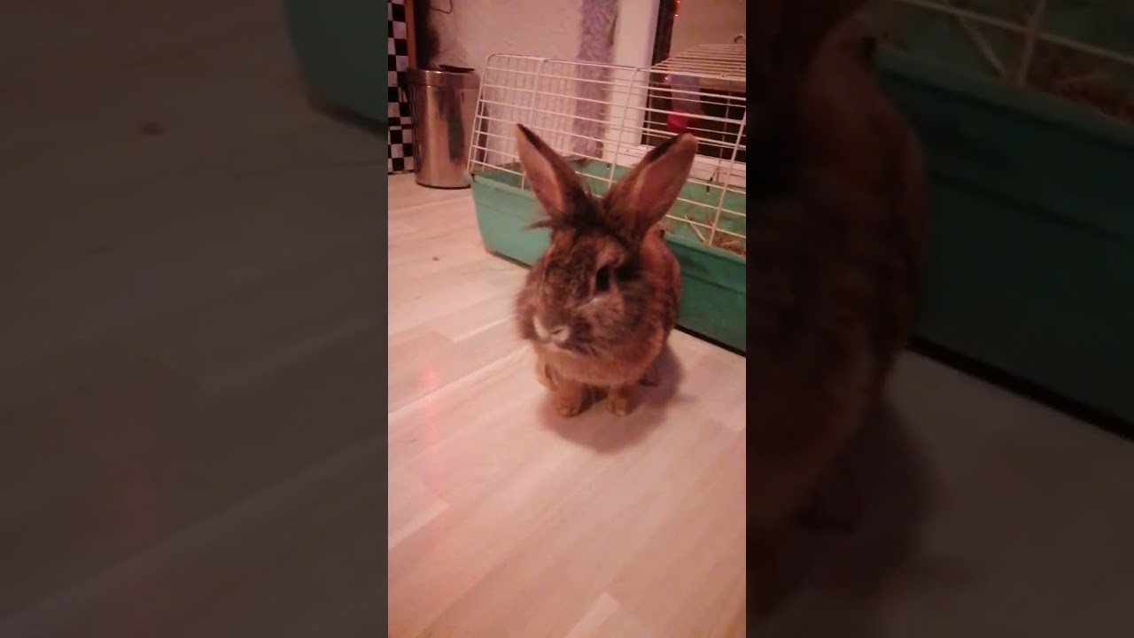 Zeka Peka #cute