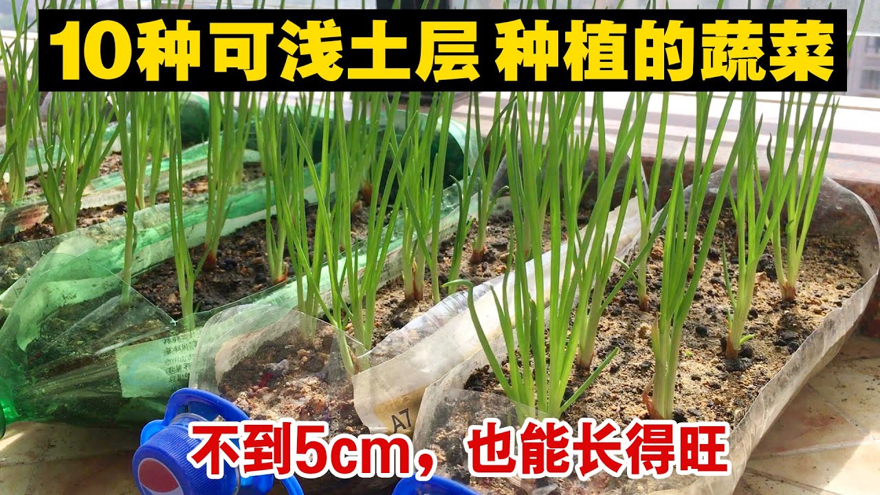 家庭种菜，超浅土层（5厘米）可以种什么蔬菜？原来这么多，太不可思议了|Grow vegetable in shallow soil layer
