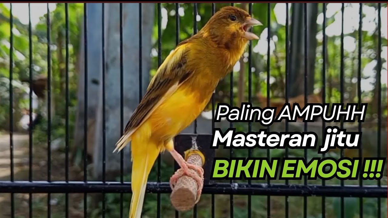 KENARI GACOR Cuit CUIT BIRAHI UNTUK PANCINGAN & MASTERAN Kenari PAUD AGAR BUNYI