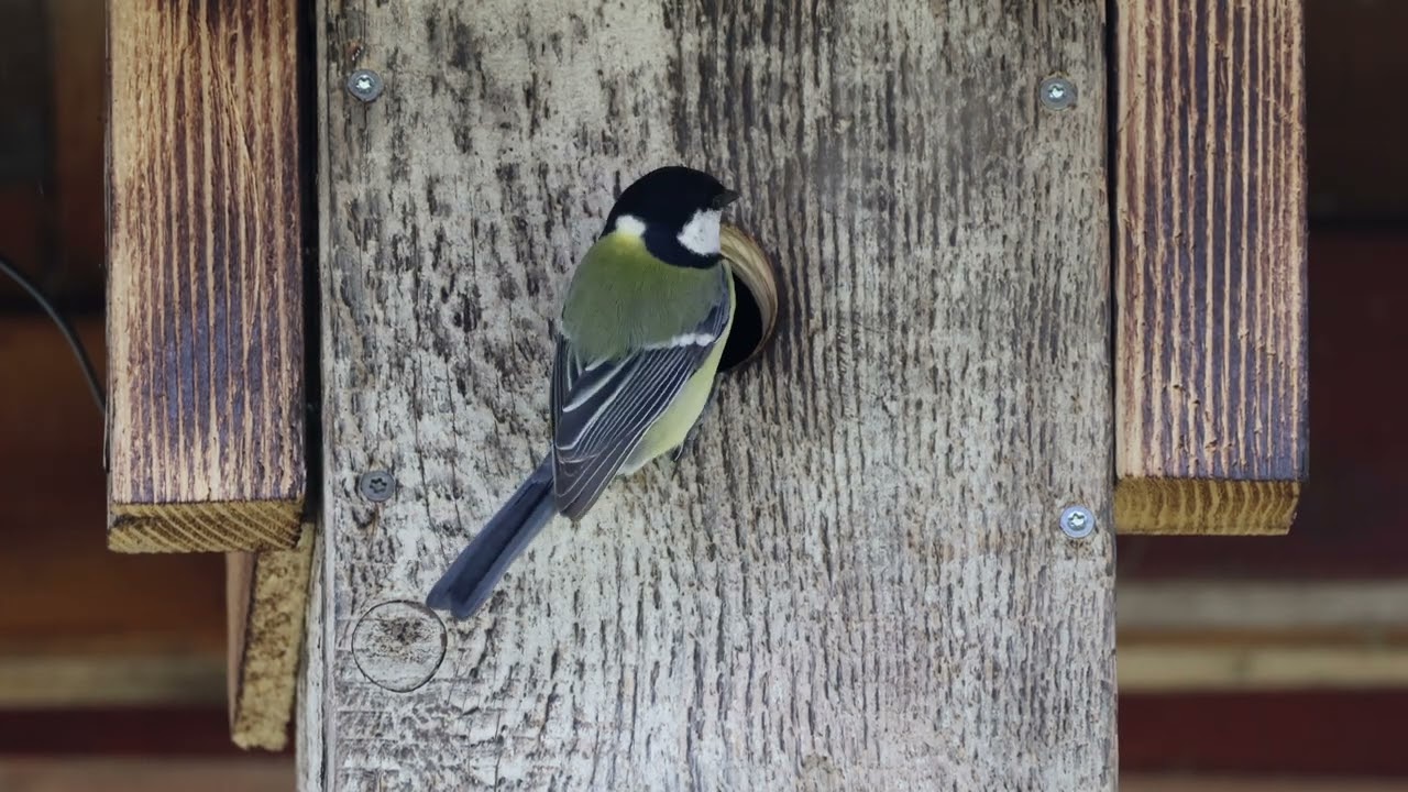 2026 03 19   Day #2   Great Tit Arrival    Prílet k búdke