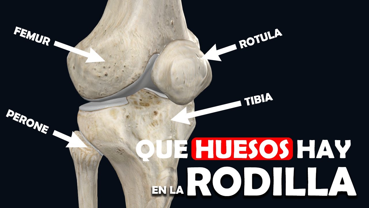 QUE ES LA RODILLA: Huesos y articulaciones - Ep. 9