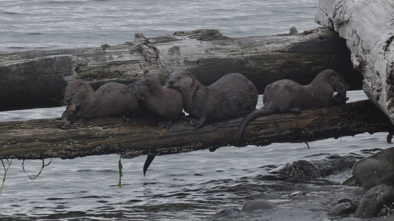 River Otters | Strait of Juan de Fuca