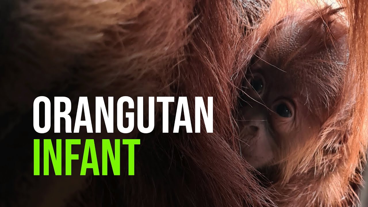 Critically Endangered Orangutan Born At Chester Zoo