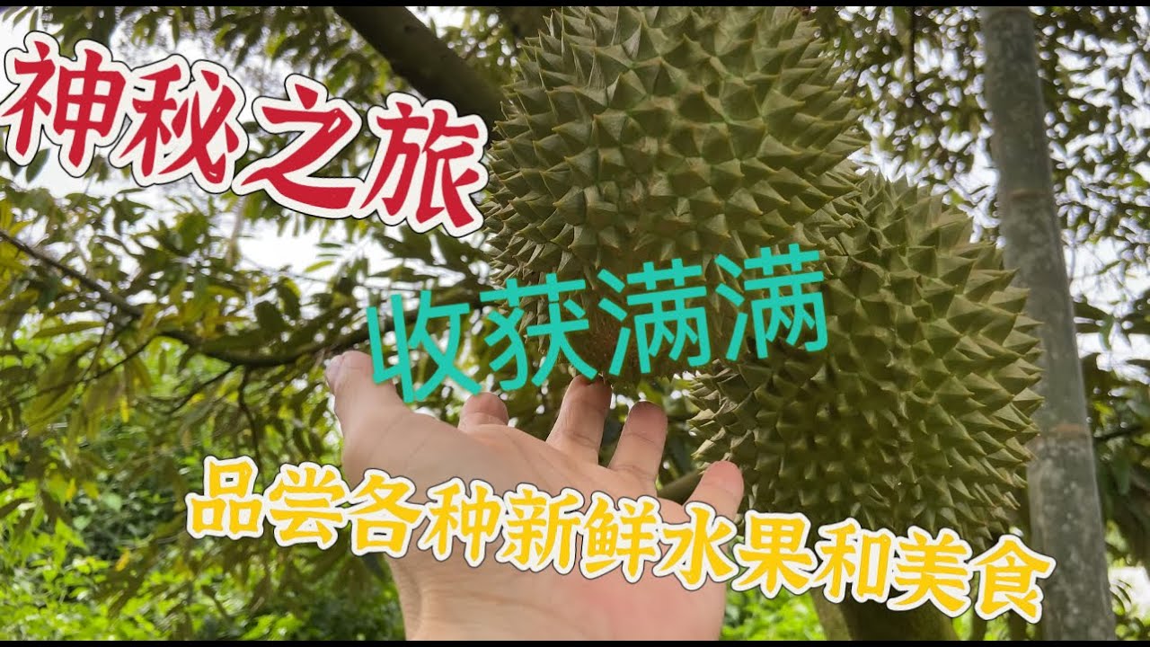 神秘之旅：霹雳州二天一夜美食探险！丰富的美食和水果让人回味无穷，品尝了刚掉的猫山王，自养山水高旗巴丁鱼，深海石斑鱼和虾等等，真是惊喜满满&hellip;&hellip;