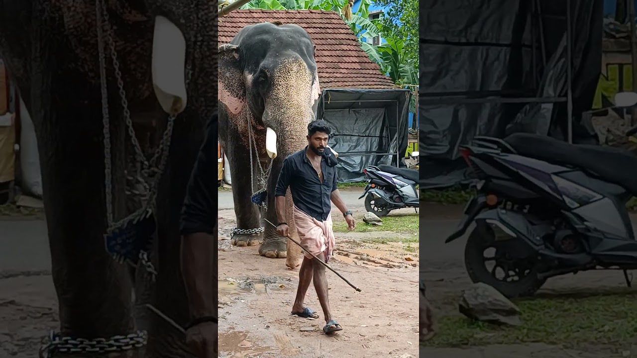 pattokkotukavu Vela 2K25 #elephant #drums #drumkit #festival