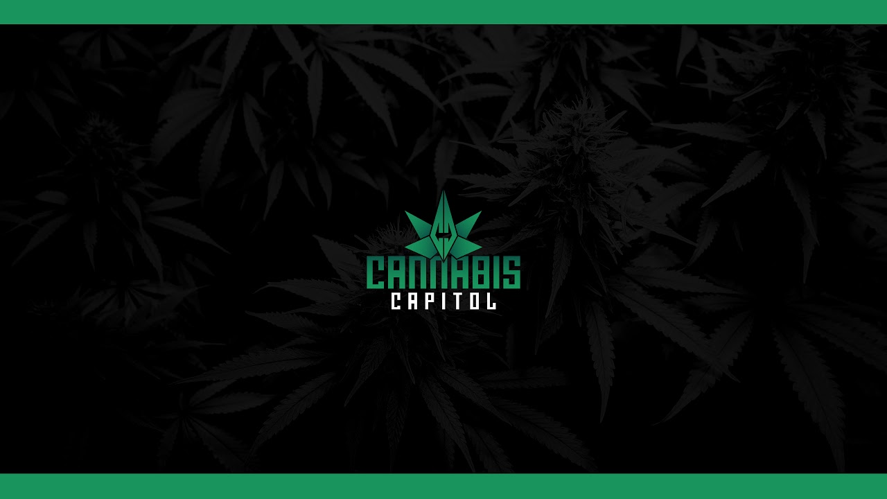 Cannabis Capitol Live at Cali Vibes 2024