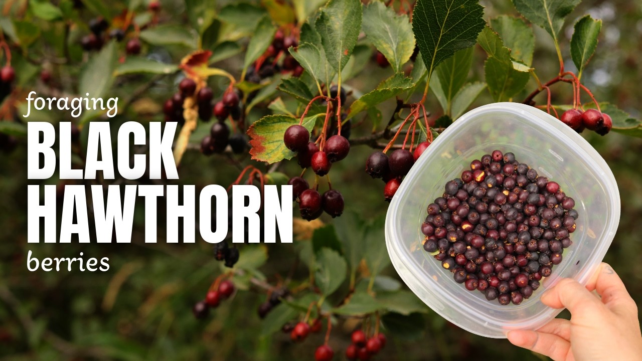 Looking for Black Hawthorn Berries: Foraging + Medicinal Uses