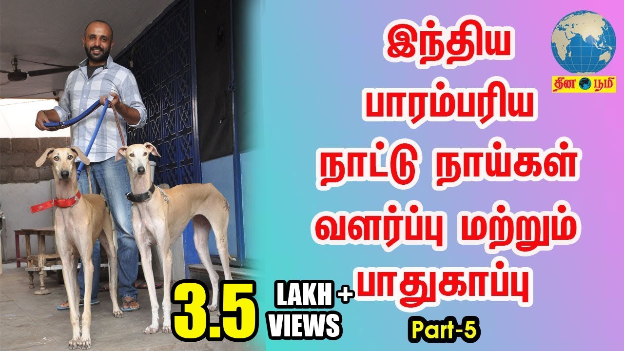 Chippiparai | இந்தியாவின் பாரம்பரிய நாட்டு நாய்கள் வளர்ப்பு | Indian Dog Breed Lover - Part 5