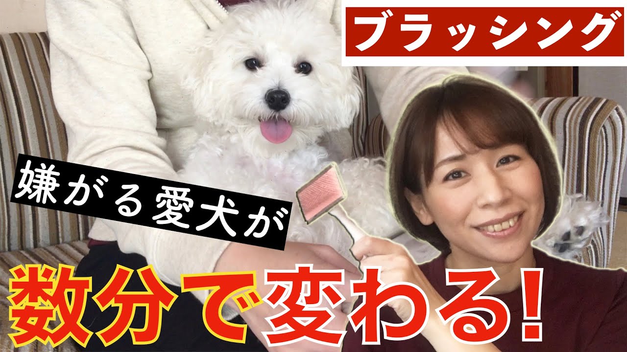 【激変】ブラッシングを嫌がる愛犬が、すぐにリラックスしてウトウトしてしまいました。