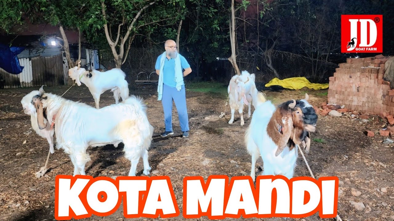 Outstanding Quality | Huge Size | Kota ka Jungle | JD Goat Farm