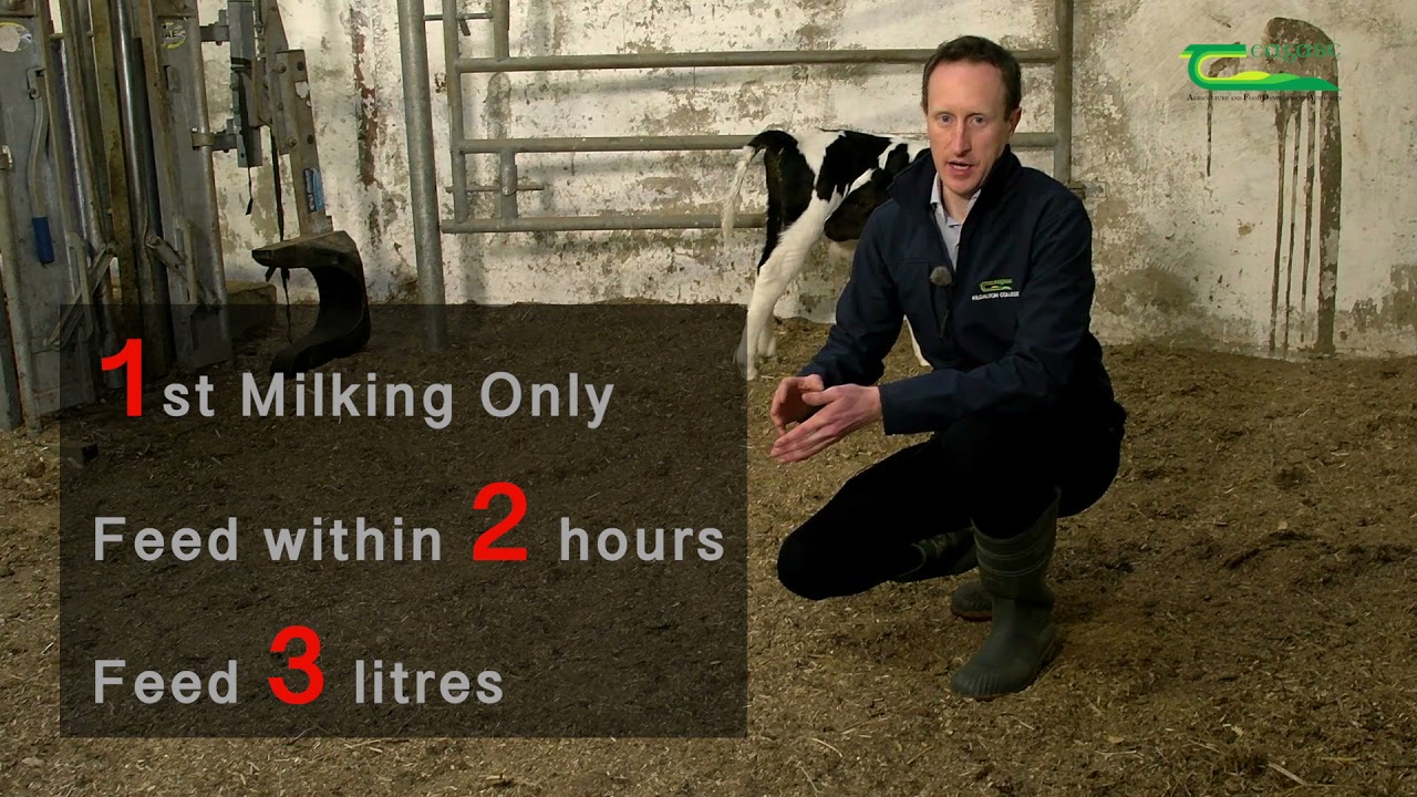 Beef Production Systems with John O'Connor Jamie Cahill - Farm Walk And Talk