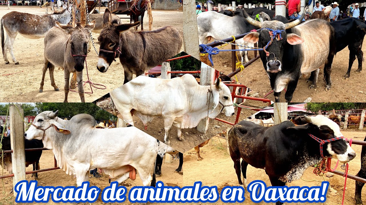 MERCADO DE ANIMALES baratillo de San Antonio Castillo CABALLOS y TOROS