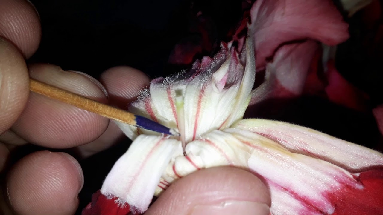 Rosa do deserto que não produz pólen(macho)