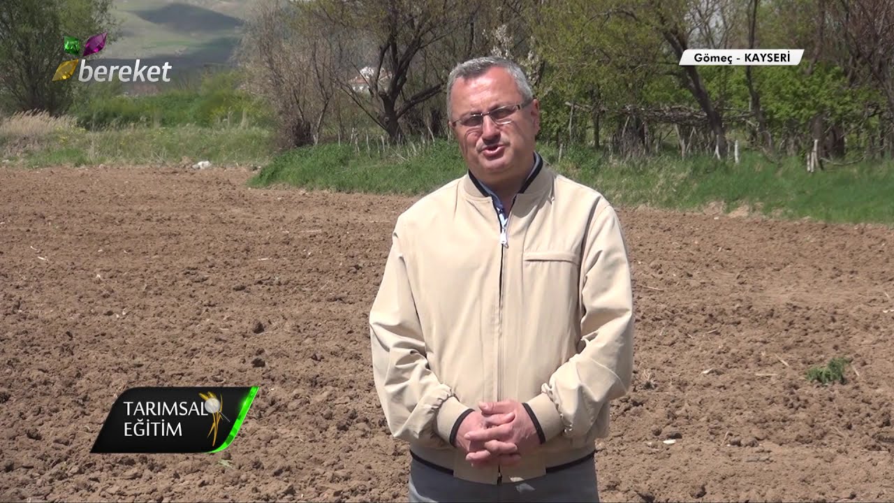 Tarımsal Eğitim - Çerezlik Ayçiçeği Yetiştiriciliği
