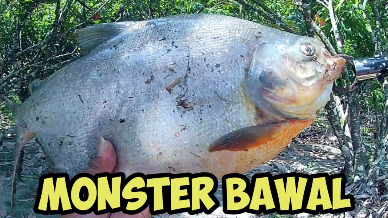 DI KIRA IKAN KAKAP BESAR TERNYATA IKAN BAWAL MONSTER || mancing ikan bawal umpan udang
