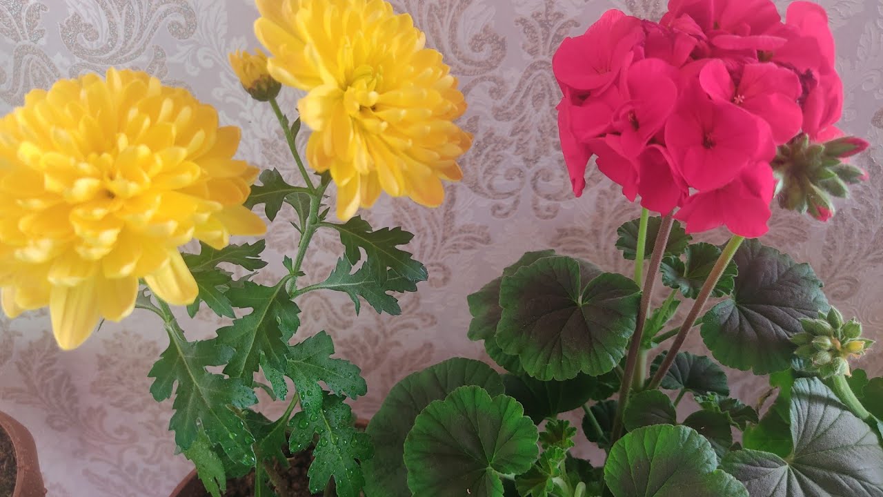 ГЕРАН ГУЛИ ХАКИДА ЖУДА ХАМ  ФОЙДАЛИ МАСЛАХАТЛАР.