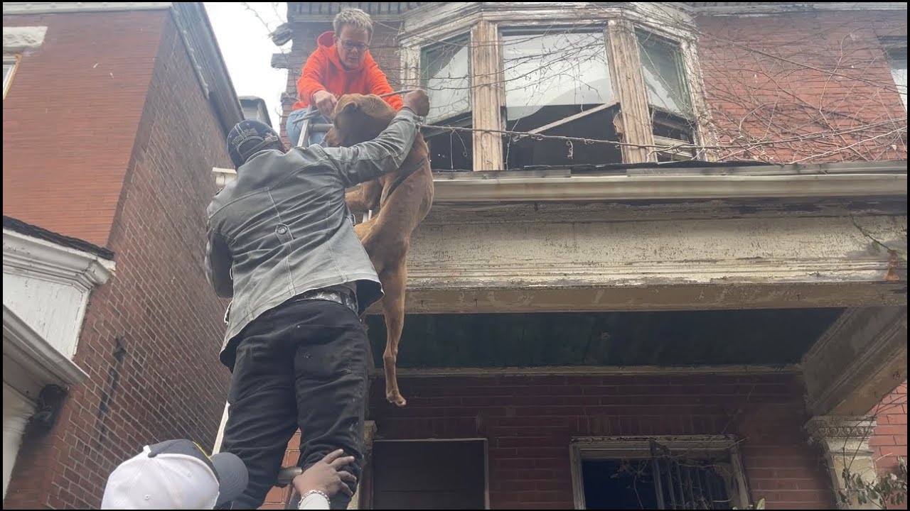 An EPIC Rescue! - Stray Rescue of St.Louis