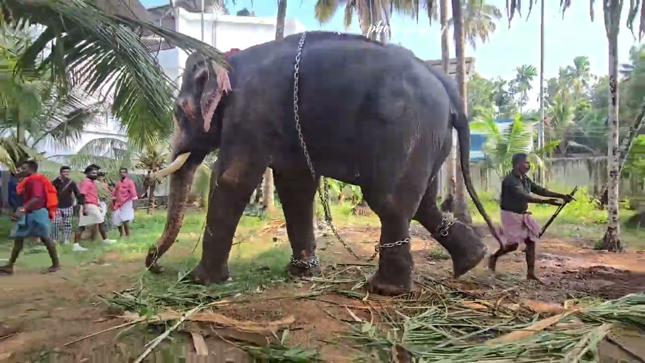 ഉത്സവത്തിന്റെ പിന്നാമ്പുറ കാഴ്ചകൾ #wildanimals #elephant #wildlife #ulsavam #festival #nature