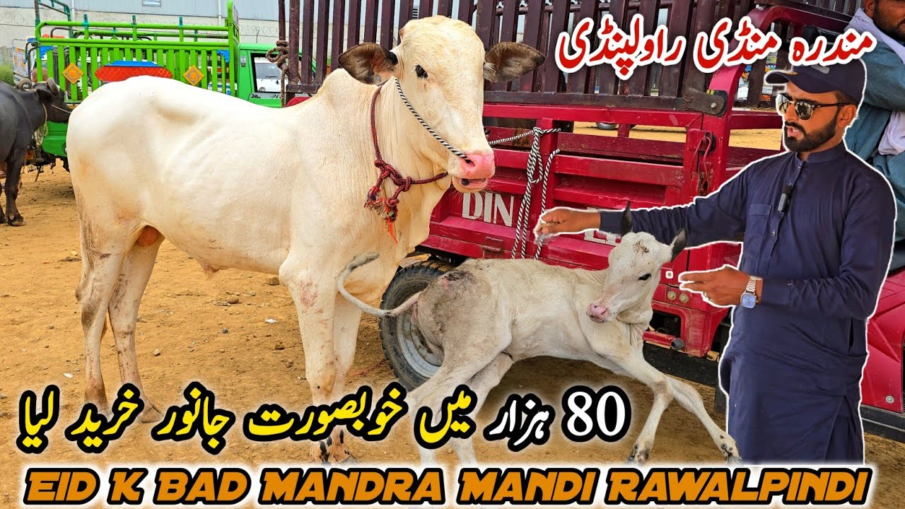 Today Mandra Mandi Rawalpindi Latest Update 25 June 2025 | Qurbani Ka Bacha Howa Mall Sale