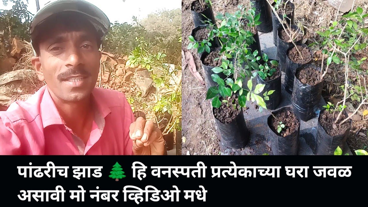 पांढरीच झाड 🌲 हि वनस्पती प्रत्येकाच्या घरा जवळ असावी मो नंबर व्हिडिओ मधे 
