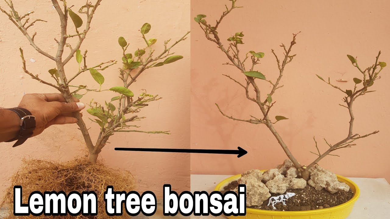 Lemon tree bonsai : How to make bonsai, lemon bonsai