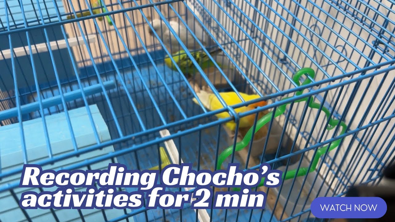 Recording Chocho’s activities for 2 minutes! Watch what he does!