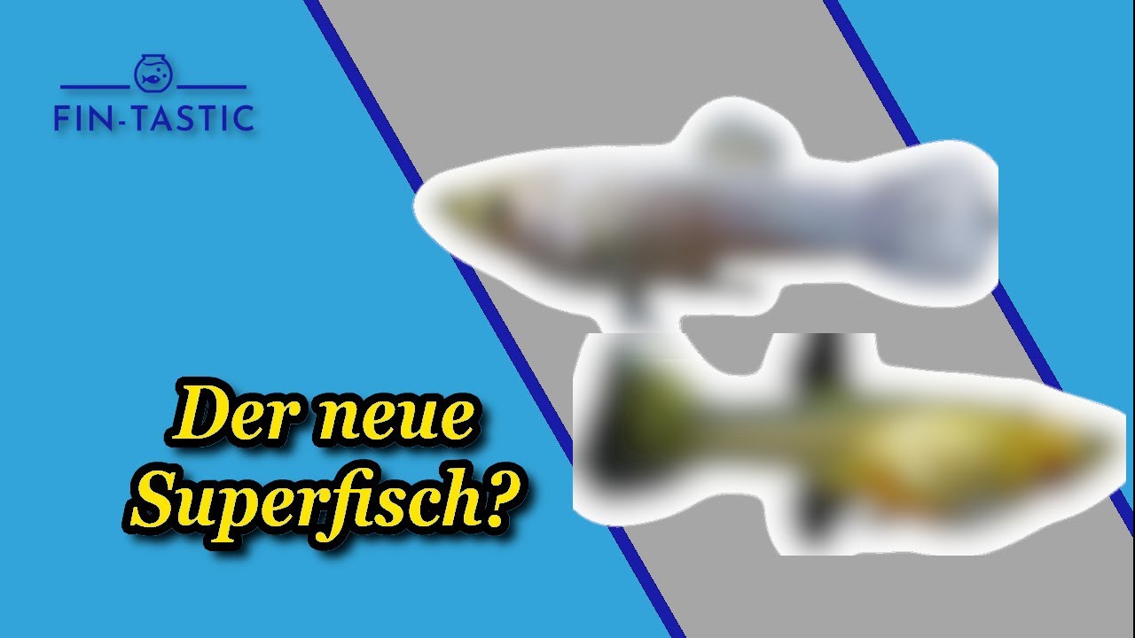 Der neue Superfisch - Poecilia reticulata - Guppy magenta white?
