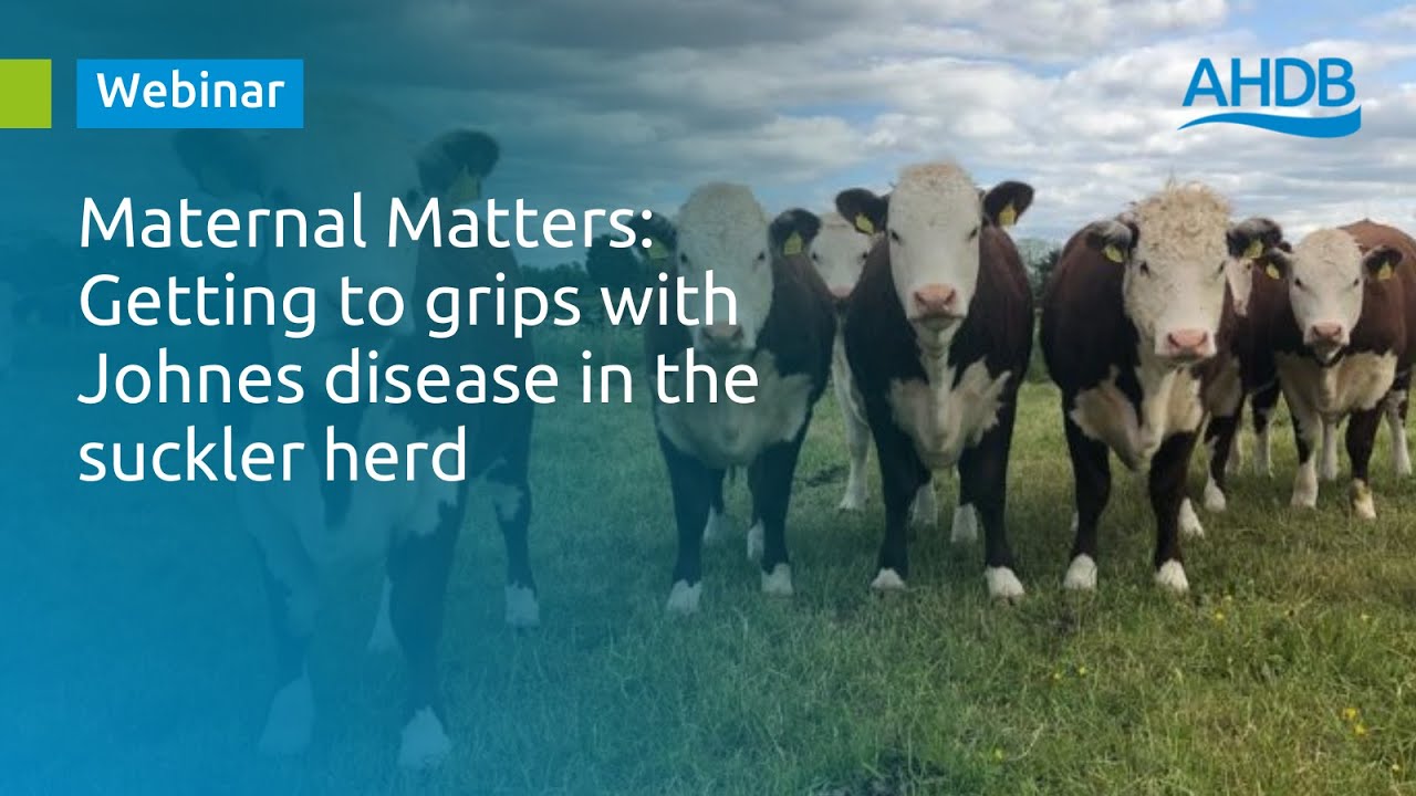 AHDB Beef & Lamb  Getting to grips with Johnes disease in the suckler herd