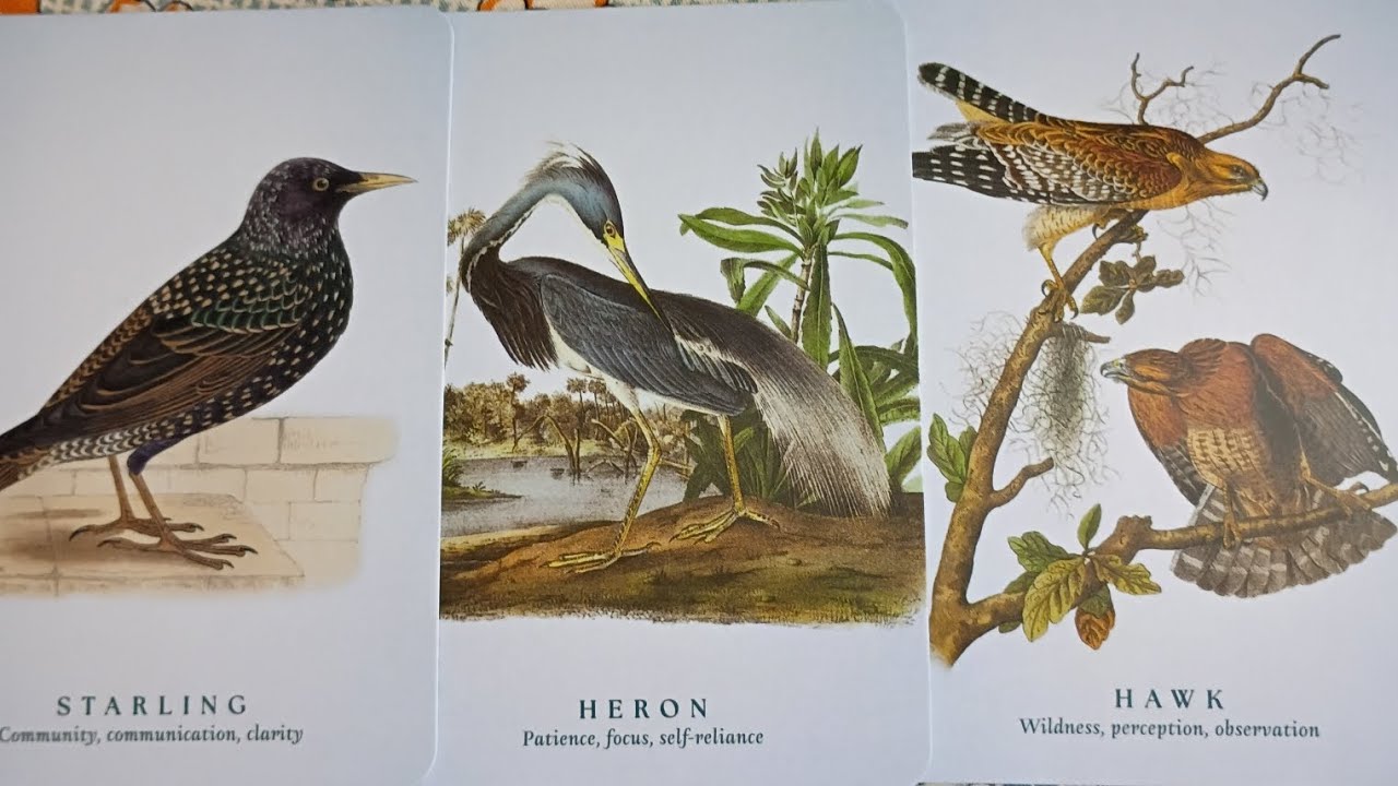 3/7/26 Starling, Heron, Hawk....A Blessing from your Ancestors🙏🐦‍⬛🌼💖🌸🐦🌹