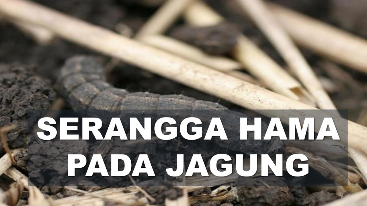 TUTORIAL Mengenal dan memahami Serangga Hama Pada jagung