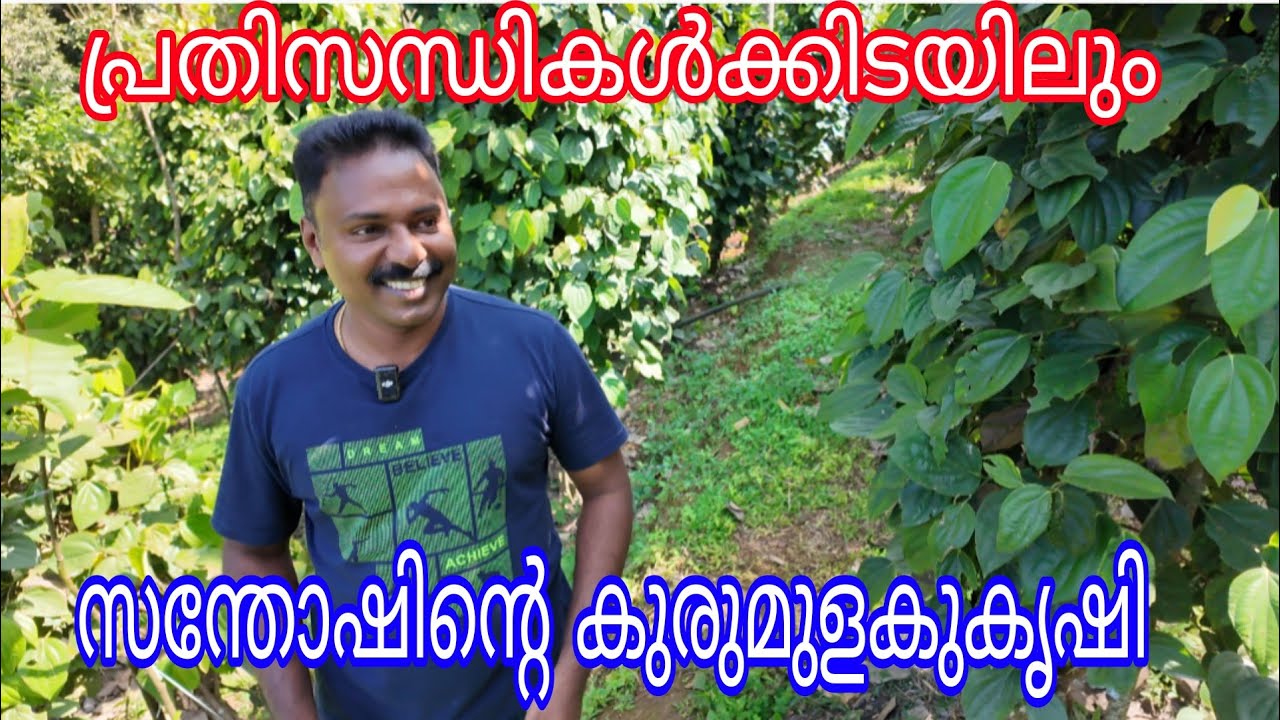 Pepper Five Varities#agriculture#Antony Muniyara Vlogs