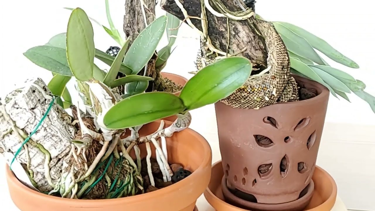 Субстраты для орхидей