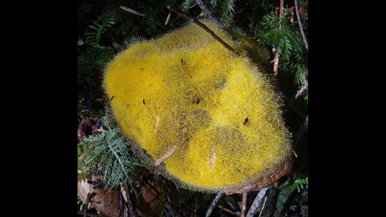 Hypomyces chrysospermus