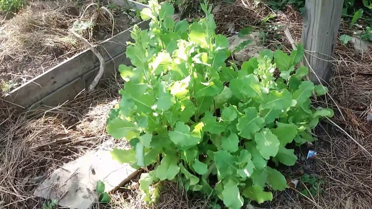 How to Weed the Garden and Encourage Self-seeding of Vegetables