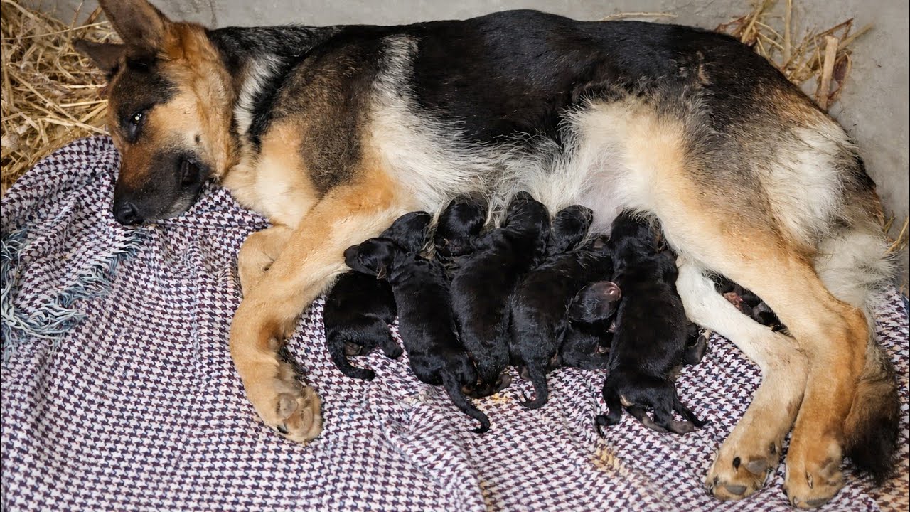 Dog Birth Delivery | 9 Puppies Born Naturally