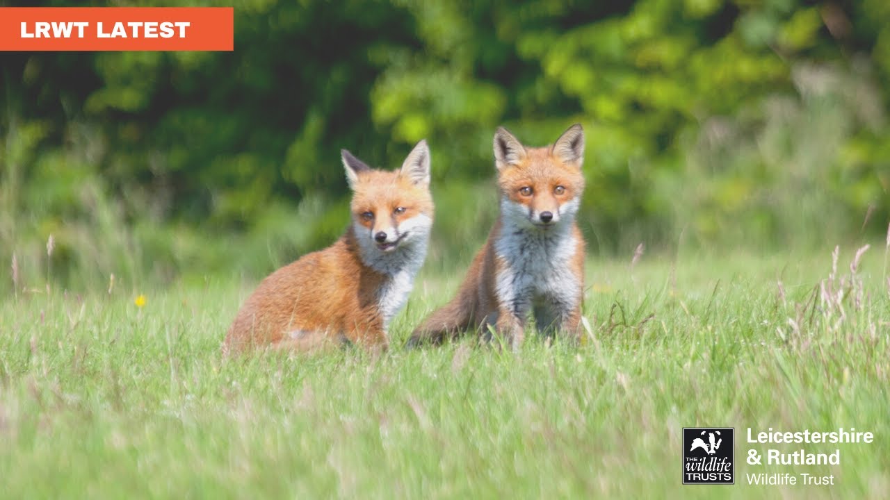 Local Group Online Talk - The Secrets of Good Natural Observation with Simon Watts