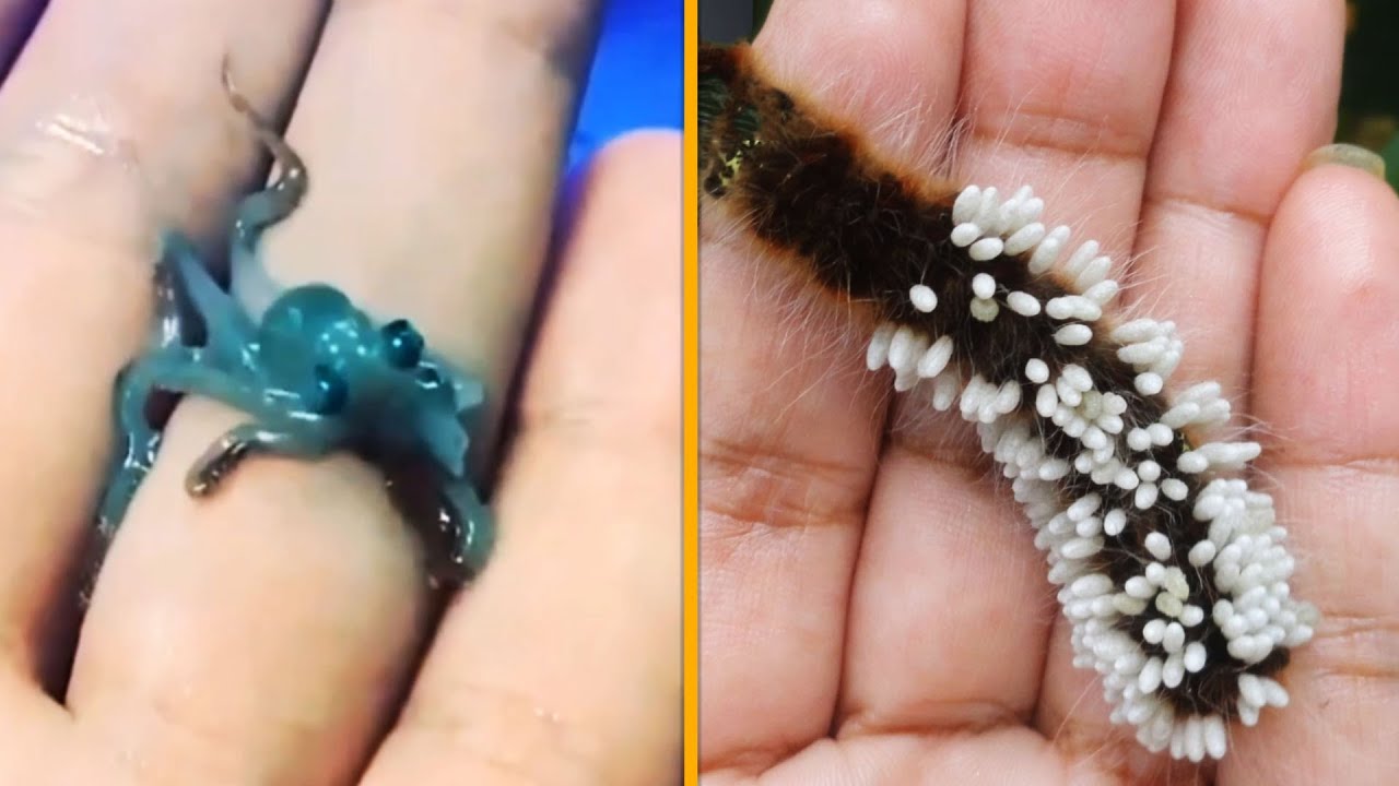Top 10 animais BIZARROS pra pegar NA MÃO
