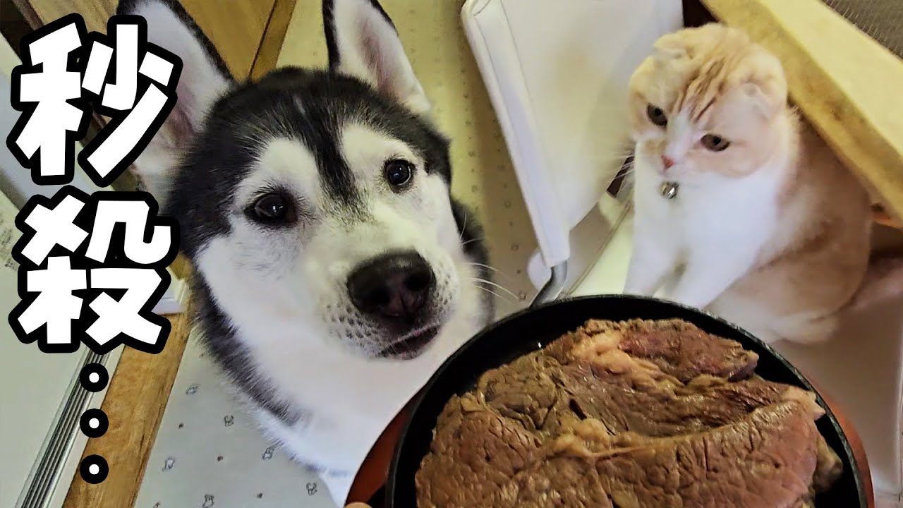 生まれて初めて特大ステーキを食べた猫と犬達の反応がこちらです...
