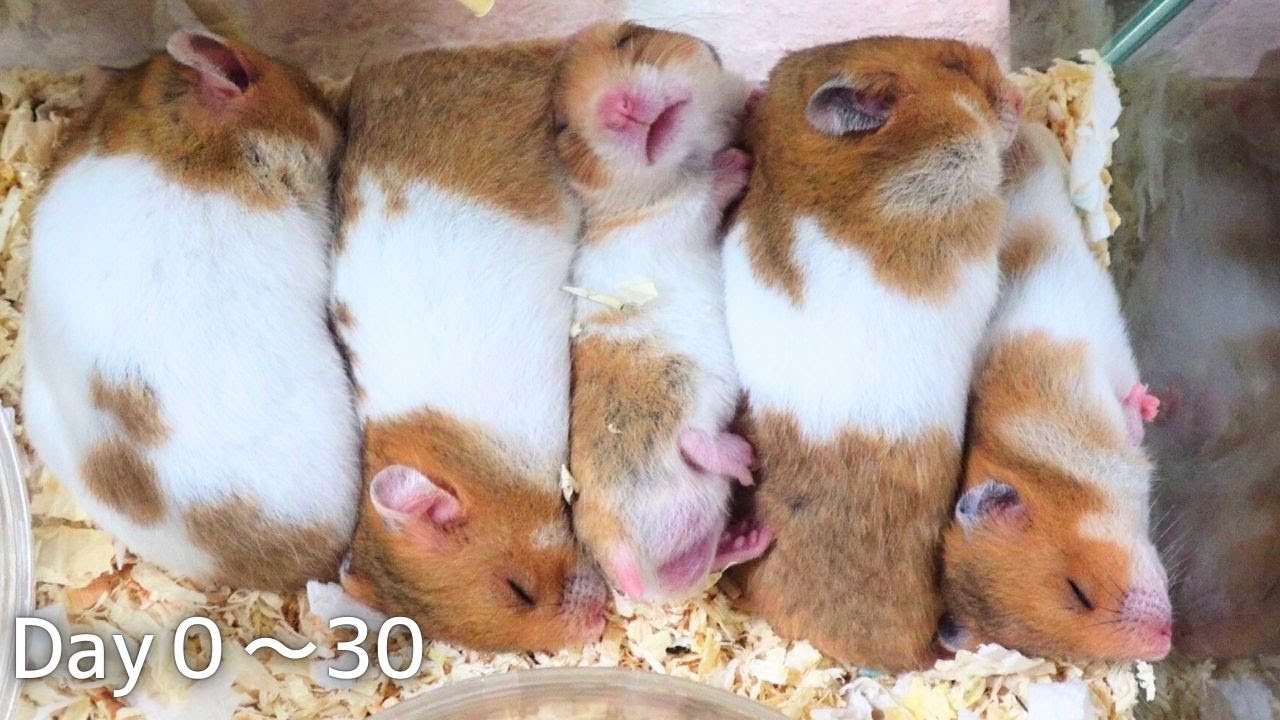 【成長記録】ハムスター赤ちゃん0〜30日間かけがえのない大切な時間　The important records of hamster babies from 0 to 30 days old