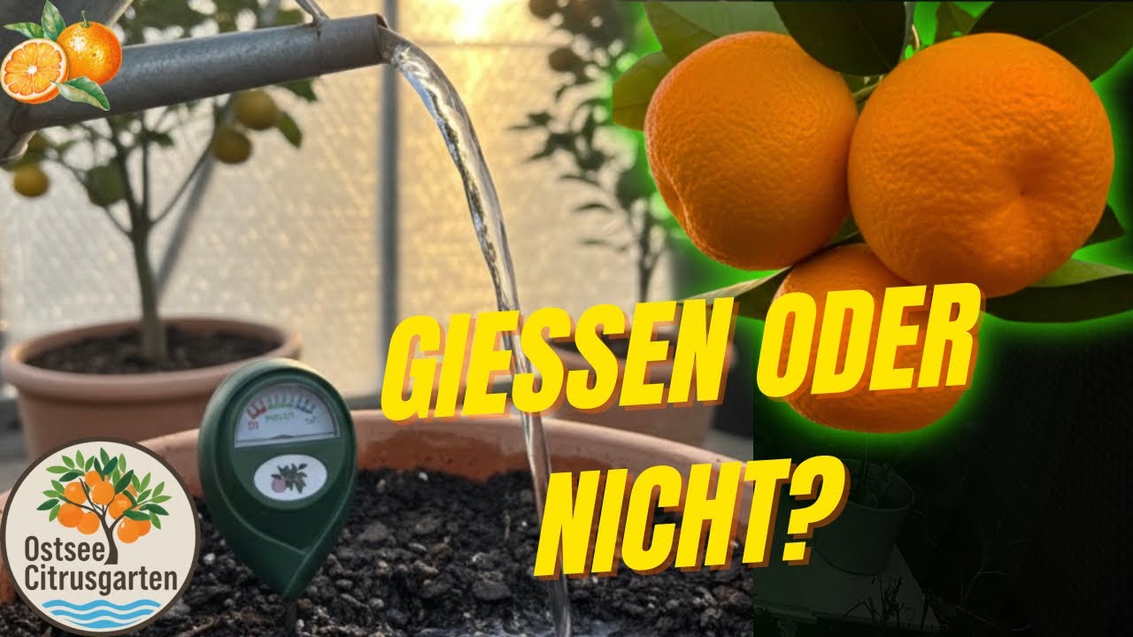 Zitrus richtig gießen & pflegen im Winter 🌿 | Wohnzimmer, Gewächshaus & draußen erklärt