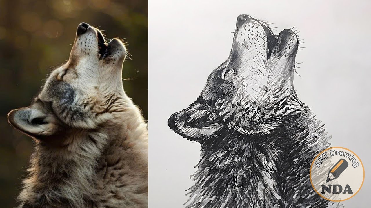 HOW TO DRAW A REALISTIC WOLF