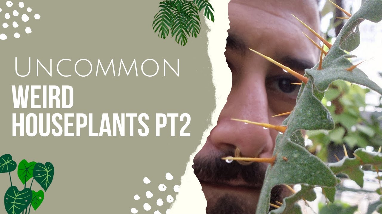 Uncommon Weird Houseplants Part 2 | Unique Plants to add to your collection | Not the usual aroids