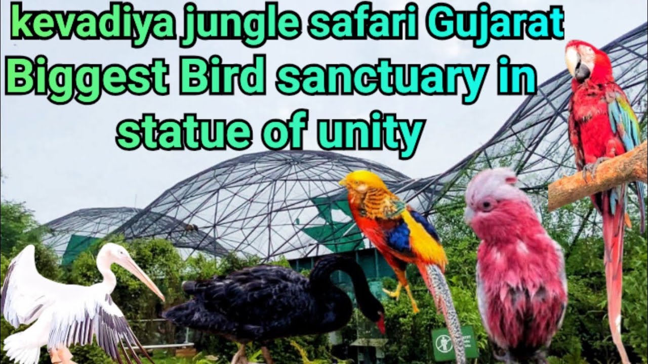 Jungle Safari kevdiya statue of unity # biggest bird sanctuary in Gujarat # jungle safari Ekta Nagar