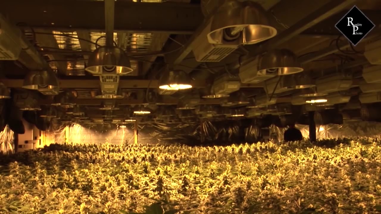 420 Dutch Highlife Dutch Weed War Hell