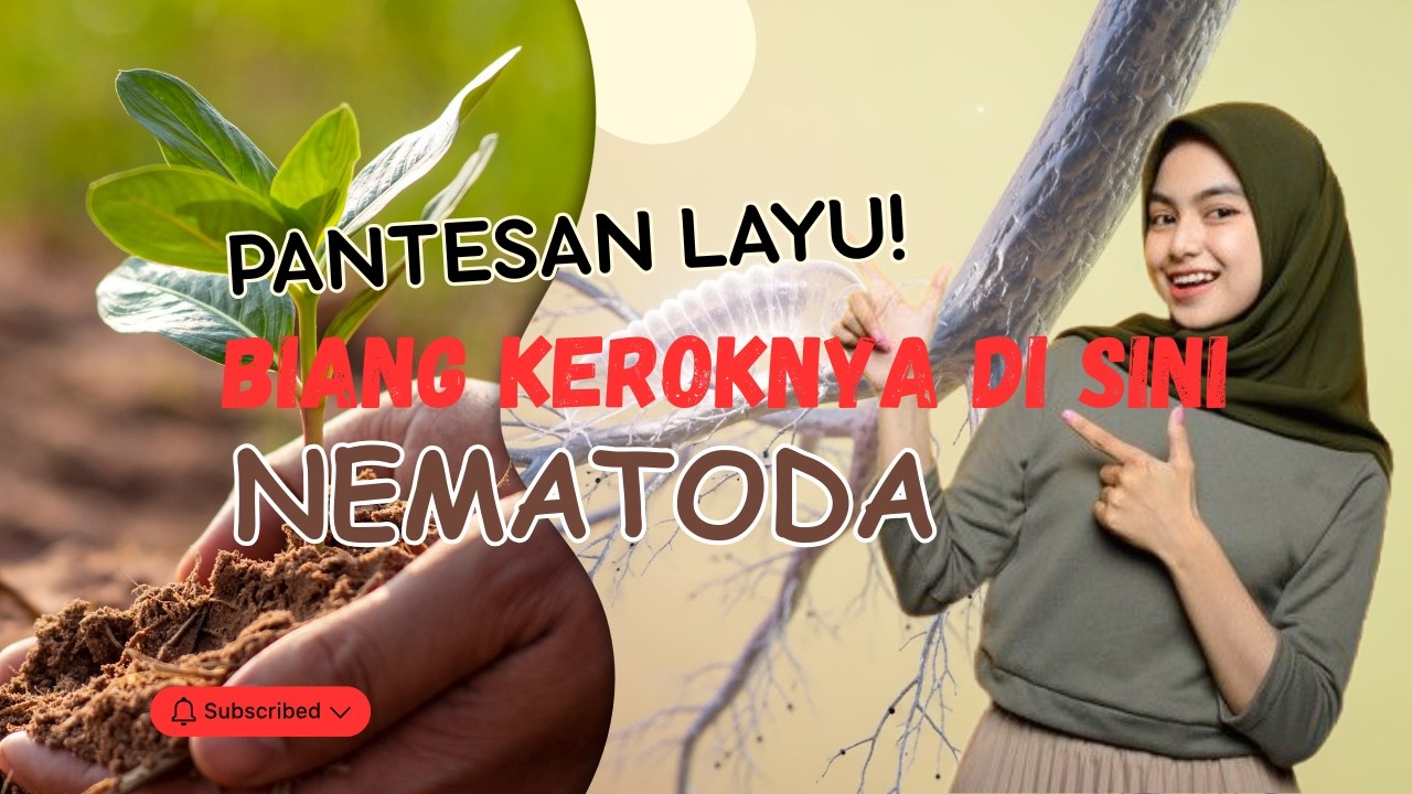 Akar Bengkak & Busuk? Itu Ulah Nematoda! Kenali Sebelum Gagal Panen