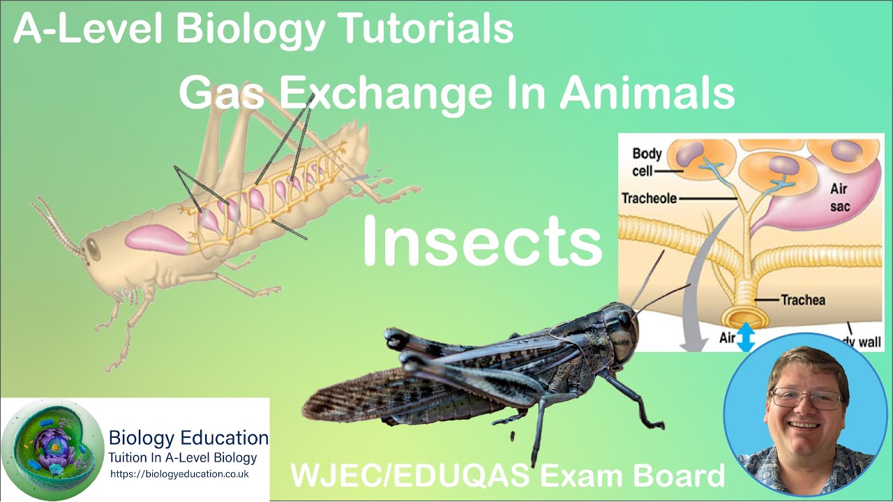 Gas Exchange in Insects Tutorial.  AS Biology WJEC EDUQAS