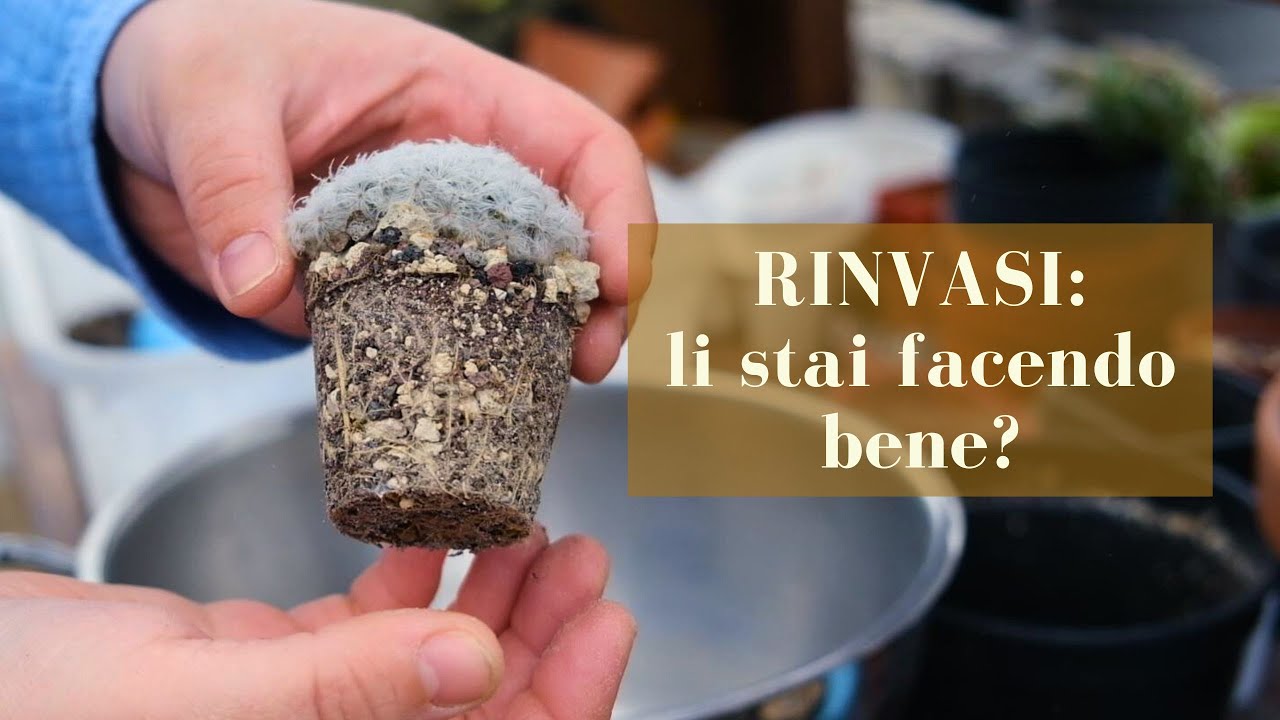 RINVASARE LE PIANTE GRASSE: Perché? Quando? Come?