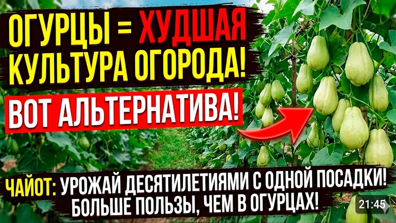 Огурцы — худшее, что вы можете посадить на огороде. Вот почему